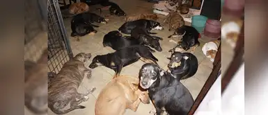 Bahamas: una joven rescata a 97 perritos callejeros del huracán Dorian Bahamas: una joven rescata a 97 perritos callejeros del huracán Dorian