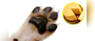 ¿Las patas de tu perrito huelen a queso? Esta sería la peculiar razón ¿Las patas de tu perrito huelen a queso? Esta sería la peculiar razón