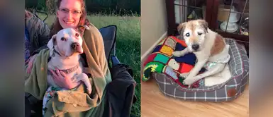 ¡Lo más noble! Mujer adopta perritos que les queda poco tiempo de vida ¡Lo más noble! Mujer adopta perritos que les queda poco tiempo de vida