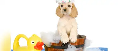 ¿Cómo hacer shampoo y antipulgas casero para perros? ¿Cómo hacer shampoo y antipulgas casero para perros?