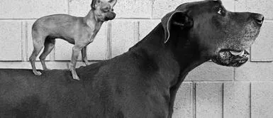 Conoce todos los significados de soñar con un perro grande. ¿Te has preguntado qué significa soñar con un perro grande?