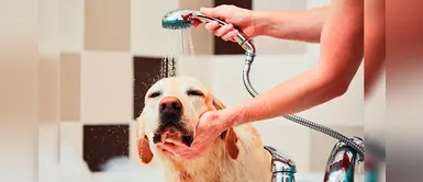 ¿Cómo bañar a tu perro en invierno? Aquí te dejamos algunos tips ¿Cómo bañar a tu perro en invierno? Aquí te dejamos algunos tips