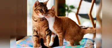 ¿Quieres llevar otro gatito a casa? Sigue estos tips para presentarlos ¿Quieres llevar otro gatito a casa? Sigue estos tips para presentarlos