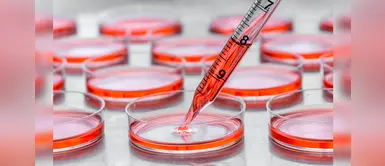 Estudio científico: descubren que los vasos sanguíneos se pueden convertir en hueso Estudio científico: descubren que los vasos sanguíneos se pueden convertir en hueso