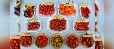 Día de los Ajíes Peruanos: identifican 30 variedades para la gastronomía Día de los Ajíes Peruanos: identifican 30 variedades para la gastronomía