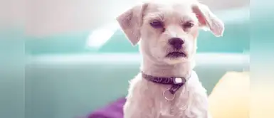 ¿Quieres ganar el respeto de tu perro? Esto es lo que debes hacer ¿Quieres ganar el respeto de tu perro? Esto es lo que debes hacer