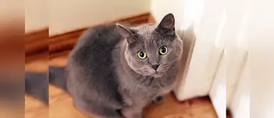 ¿Tienes un gato y no sabes cómo llevarlo al veterinario? Te enseñamos ¿Tienes un gato y no sabes cómo llevarlo al veterinario? Te enseñamos