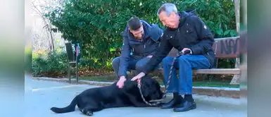 Lass, la perrita que ayuda a su dueño con Alzheimer a regresar a casa Lass, la perrita que ayuda a su dueño con Alzheimer a regresar a casa