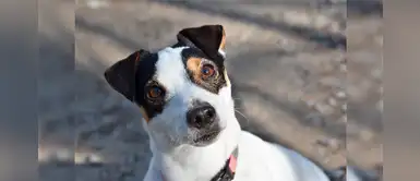 Increíbles choferes ayudan a perro sin hogar que corría en la Vía Evitamiento Increíbles choferes ayudan a perro sin hogar que corría en la Vía Evitamiento