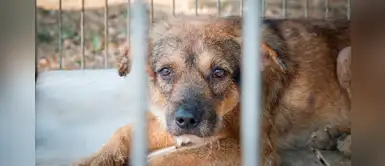 ¿Cómo reconocer y qué hacer en contra del maltrato animal en la veterinaria? ¿Cómo reconocer y qué hacer en contra del maltrato animal en la veterinaria?