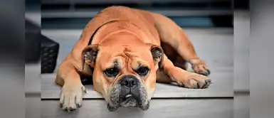 ¡Lamentable! Un extraño mal está cobrando la vida de 40 de perros en Noruega ¡Lamentable! Un extraño mal está cobrando la vida de 40 de perros en Noruega