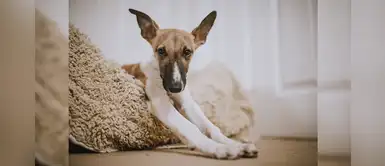 Conoce los cuidados postoperatorios que todo perro necesita Conoce los cuidados postoperatorios que todo perro necesita