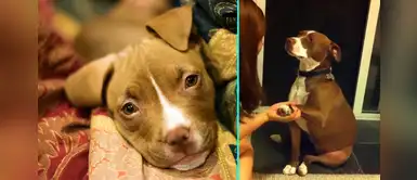 Perro finge un desmayo para evitar que le corten las uñas y se vuelve viral Perro finge un desmayo para evitar que le corten las uñas y se vuelve viral