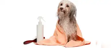 Te ensañamos cómo hacer perfumes caseros a tus perros y gatos Te ensañamos cómo hacer perfumes caseros a tus perros y gatos