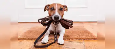 ¿Quieres pasear a tu perro y no sufrir en el intento? Sigue estos tips ¿Quieres pasear a tu perro y no sufrir en el intento? Sigue estos tips