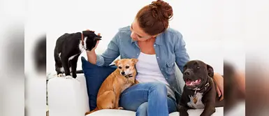 ¿Te encantan las mascotas y quieres tener varios en casa? Sigue estos consejos ¿Te encantan las mascotas y quieres tener varios en casa? Sigue estos consejos