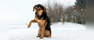 ¿Cómo actuar y qué derechos reclamar en el caso que atropellen a mi mascota? ¿Cómo actuar y qué derechos reclamar en el caso que atropellen a mi mascota?