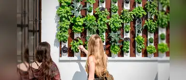 Crea tu propio huerto en casa y cosecha deliciosos frutos y verduras Crea tu propio huerto en casa y cosecha deliciosos frutos y verduras