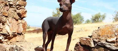 8 datos que no conocías del perro Peruano y que te harán amarlo aún más 8 datos que no conocías del perro Peruano y que te harán amarlo aún más