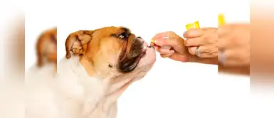 Tips fáciles para darle medicamentos a tu perro sin que lo note Tips fáciles para darle medicamentos a tu perro sin que lo note