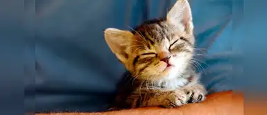 ¿Adoptaste una gatita y no sabes cómo llamarla? Mira estos creativos nombres ¿Adoptaste una gatita y no sabes cómo llamarla? Mira estos creativos nombres