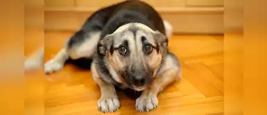 ¿Tu mascota le tiene miedo al veterinario? Consejos de oro para ayudarlo ¿Tu mascota le tiene miedo al veterinario? Consejos de oro para ayudarlo