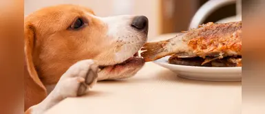 ¿Qué no debo darle de comer a mi mascota? ¿Qué no debo darle de comer a mi mascota?