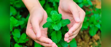 ¿Para qué es bueno la hierbabuena? ¿Para qué es bueno la hierbabuena?