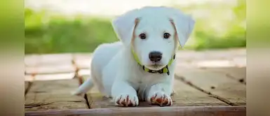 ¿Buscas un nombre bonito y creativo para tu cachorrita? Mira estas opciones ¿Buscas un nombre bonito y creativo para tu cachorrita? Mira estas opciones