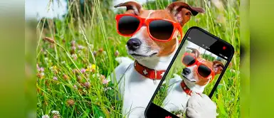 ¿Quieres que tu mascota sea famosa en Instagram? Sigue estos tips ¿Quieres que tu mascota sea famosa en Instagram? Sigue estos tips