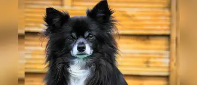 Abuela escribe conmovedora carta para que adopten a su perrita Lola Abuela escribe conmovedora carta para que adopten a su perrita Lola