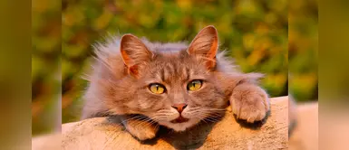 ¿Sabías que los gatos tienen poderes ocultos? Te enseñamos ¿Sabías que los gatos tienen poderes ocultos? Te enseñamos