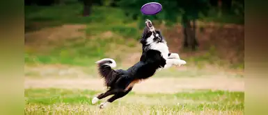 8 divertidos juegos que puedes hacer con tu perro al aire libre 8 divertidos juegos que puedes hacer con tu perro al aire libre