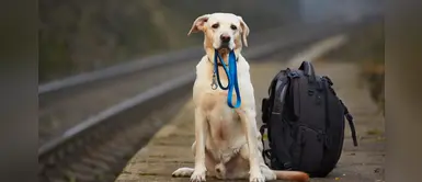 ¿Por qué hay tantos perros abandonados? Conoce la verdad de esta triste realidad ¿Por qué hay tantos perros abandonados? Conoce la verdad de esta triste realidad