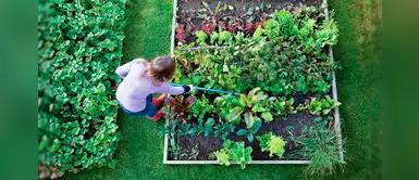 8 increíbles alimentos que puedes cultivar en tu jardín y no lo sabías 8 increíbles alimentos que puedes cultivar en tu jardín y no lo sabías