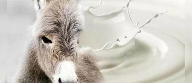 Leche de burra: ¿Es efectiva en los rituales esotéricos? Conoce otros beneficios Leche de burra: ¿Es efectiva en los rituales esotéricos? Conoce otros beneficios