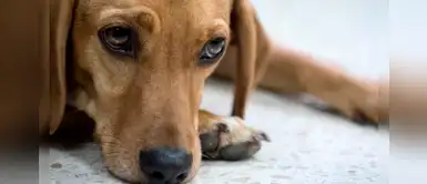 ¿Cómo luchar contra el maltrato animal? ¿Cómo luchar contra el maltrato animal?