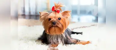 ¿Vas adoptar un perrito de raza pequeña y estás buscando un nombre? ¿Vas adoptar un perrito de raza pequeña y estás buscando un nombre?