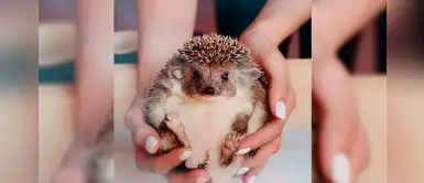 Puercoespín: te derretirás de amor con esta tiernas imágenes Puercoespín: te derretirás de amor con esta tiernas imágenes