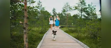 ¿Planeas un viaje perfecto con tu perro? Aquí unas recomendaciones ¿Planeas un viaje perfecto con tu perro? Aquí unas recomendaciones