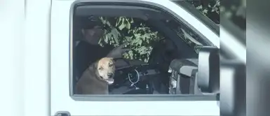 Perrita valiente se gana su puesto en la policía tras este acto de amor Perrita valiente se gana su puesto en la policía tras este acto de amor
