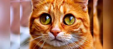 ¿Sabías que los gatos necesitan pasar tiempo con sus dueños para sentirse seguros? ¿Sabías que los gatos necesitan pasar tiempo con sus dueños para sentirse seguros?