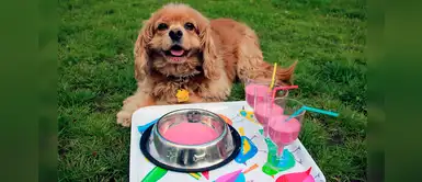 Recetas sanas y nutritivas de smoothies que puedes preparar a tu perrito Recetas sanas y nutritivas de smoothies que puedes preparar a tu perrito