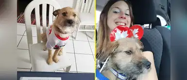 Milko, el perrito peruano que tiene una nueva vida en Canadá tras ser adoptado Milko, el perrito peruano que tiene una nueva vida en Canadá tras ser adoptado