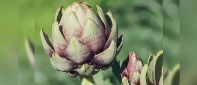 Alcachofa: Propiedades y beneficios del superalimento que te cuida Alcachofa: Propiedades y beneficios del superalimento que te cuida