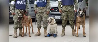 ¿Recuerdas a los perritos rescatistas? Mira lo que pasó con ellos ¿Recuerdas a los perritos rescatistas? Mira lo que pasó con ellos