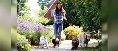 ¿Quieres ser un paseador de perros? Con estos tips serás el mejor ¿Quieres ser un paseador de perros? Con estos tips serás el mejor