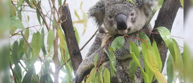 'Adopta un koala': iniciativa que ayuda a estos animales en peligro de extinción 'Adopta un koala': iniciativa que ayuda a estos animales en peligro de extinción