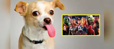 Nombres para perros inspirados en los personajes de Marvel ¡Te encantarán! Nombres para perros inspirados en los personajes de Marvel ¡Te encantarán!