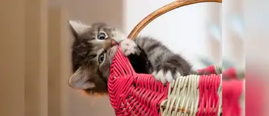 Campaña veterinaria gratuita para mascotas en Lince Campaña veterinaria gratuita para mascotas en Lince